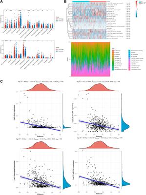 Role of hippo pathway and cuproptosis-related genes in immune infiltration and prognosis of skin cutaneous melanoma